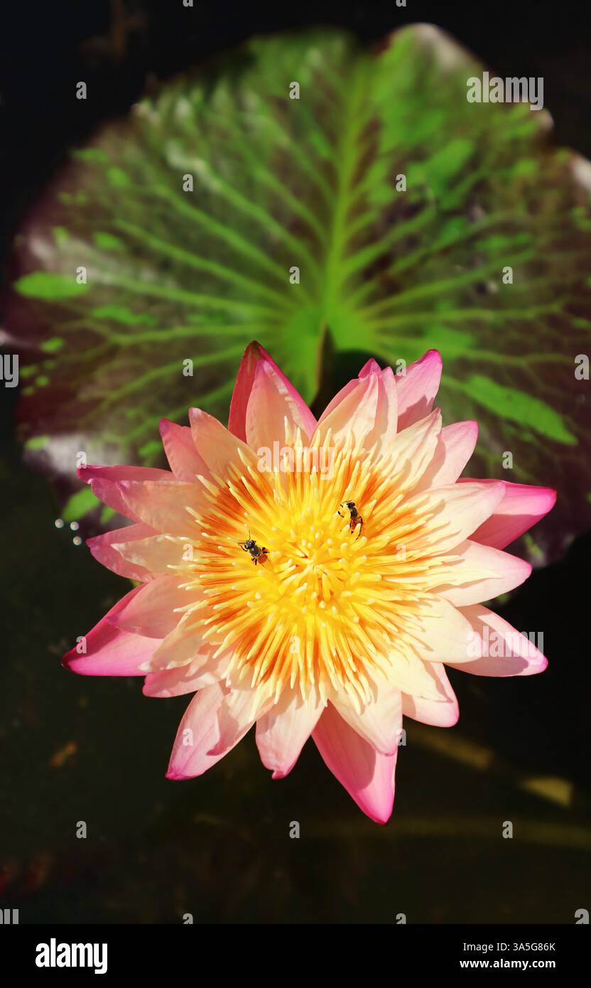 Splendido acquario rosa con due piccole api che raccolgono il nettare sul suo polline giallo Foto Stock