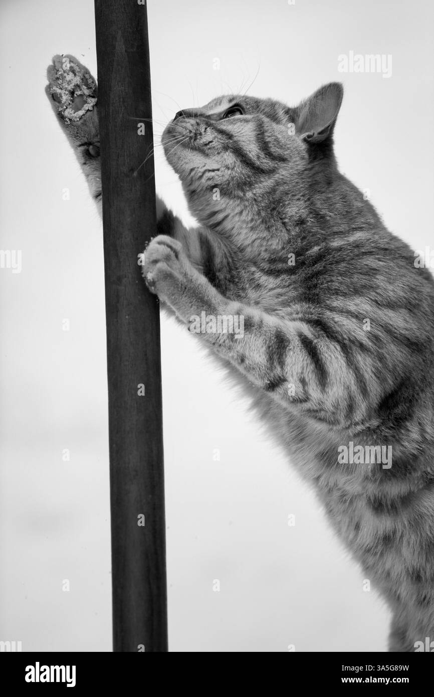 British Shorthair Foto Stock British Shorthair Foto Stock