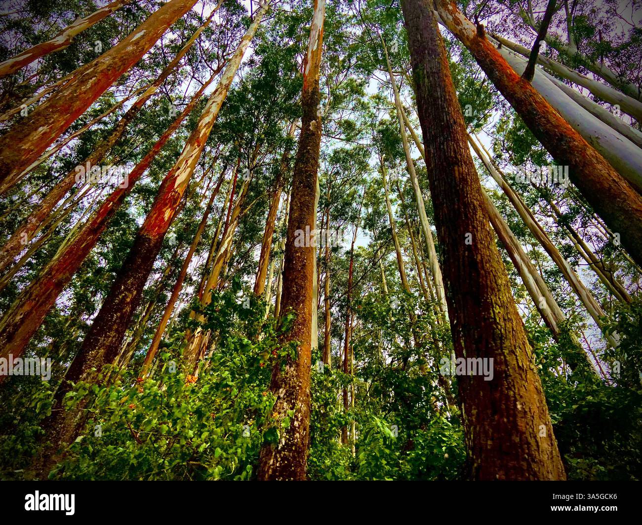 Guardando in alto la foresta, verde ovunque guardi, alberi che torreggiano sopra. - Immagine stock catturata con smartphone