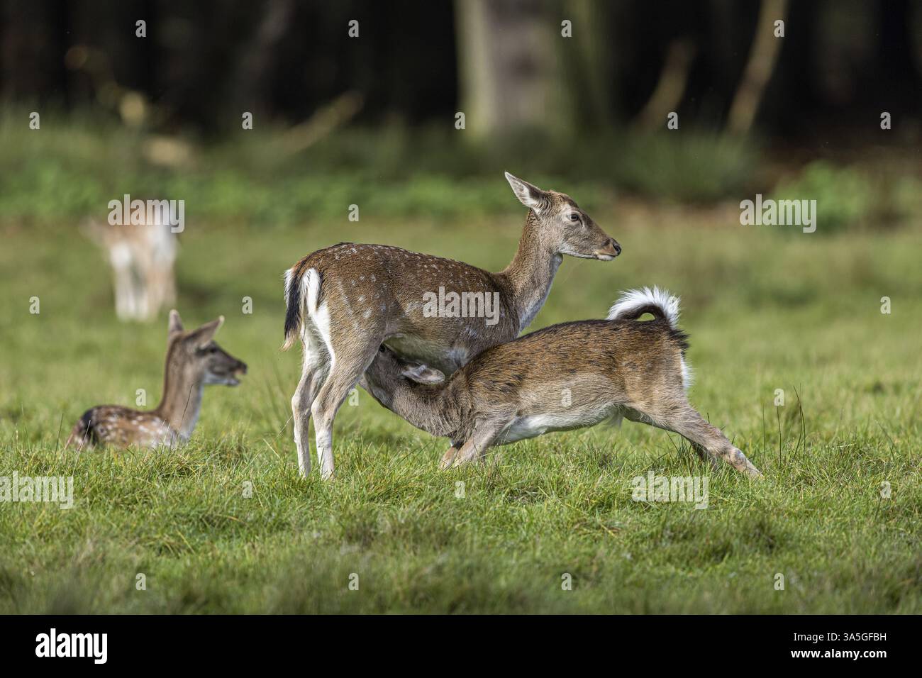 daino Foto Stock