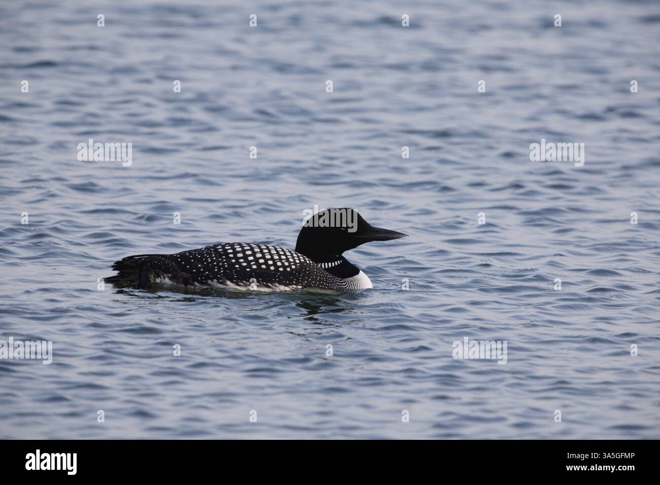 loon comune Foto Stock
