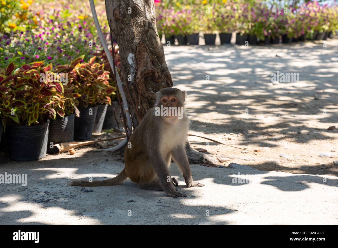 Macaco scimmia nel parco sull'isola delle scimmie in Vietnam, Nha Trang. La scimmia si siede all'ombra sotto un albero e guarda la telecamera. Selettivo per Foto Stock