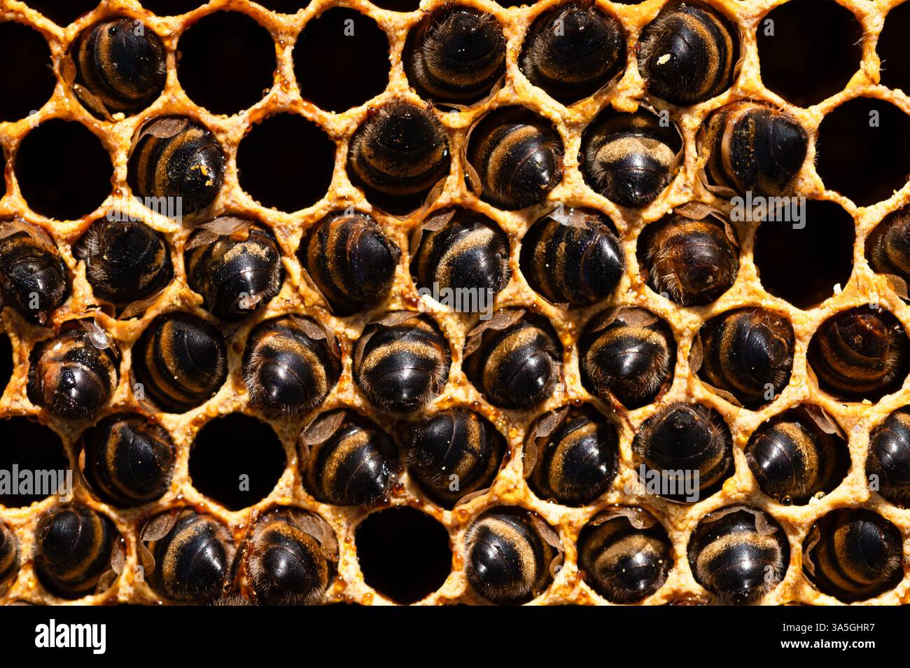 Api mellifere morte in pettine di cera d'api Foto Stock