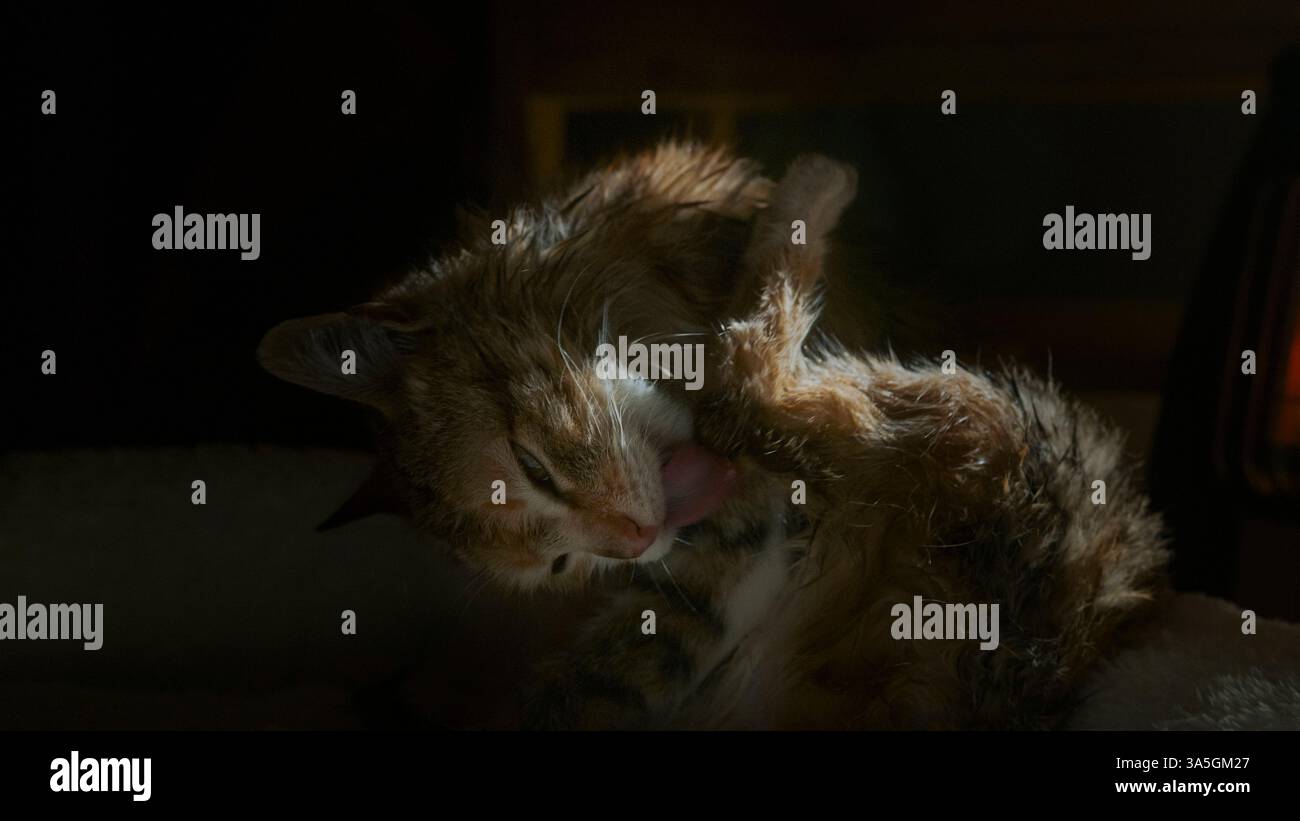 Simpatico gattino bagnato che si cura da solo su un asciugamano morbido sotto una luce calda, godendo di un momento accogliente e tranquillo Foto Stock