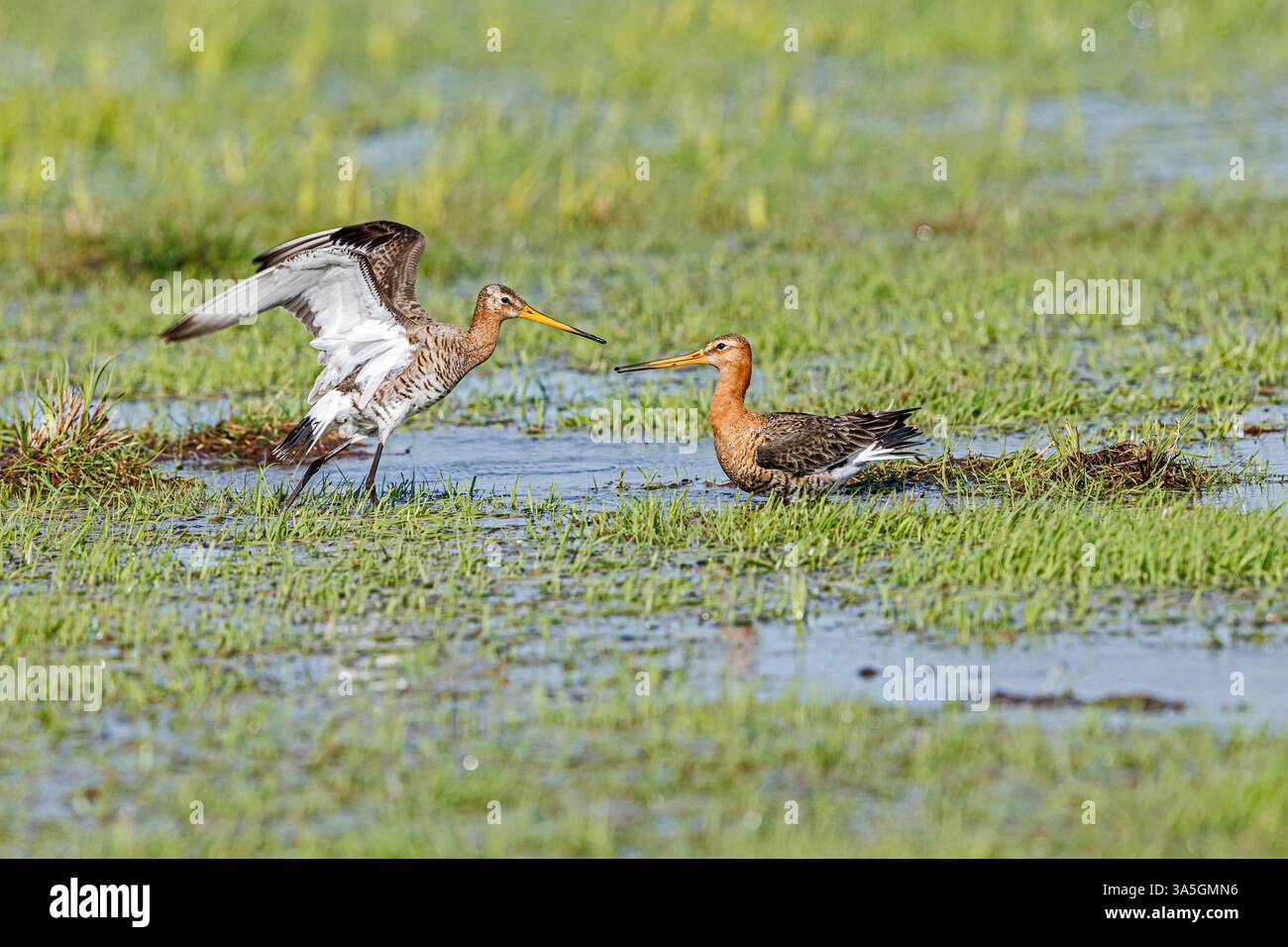 Nero-tailed godwits Foto Stock