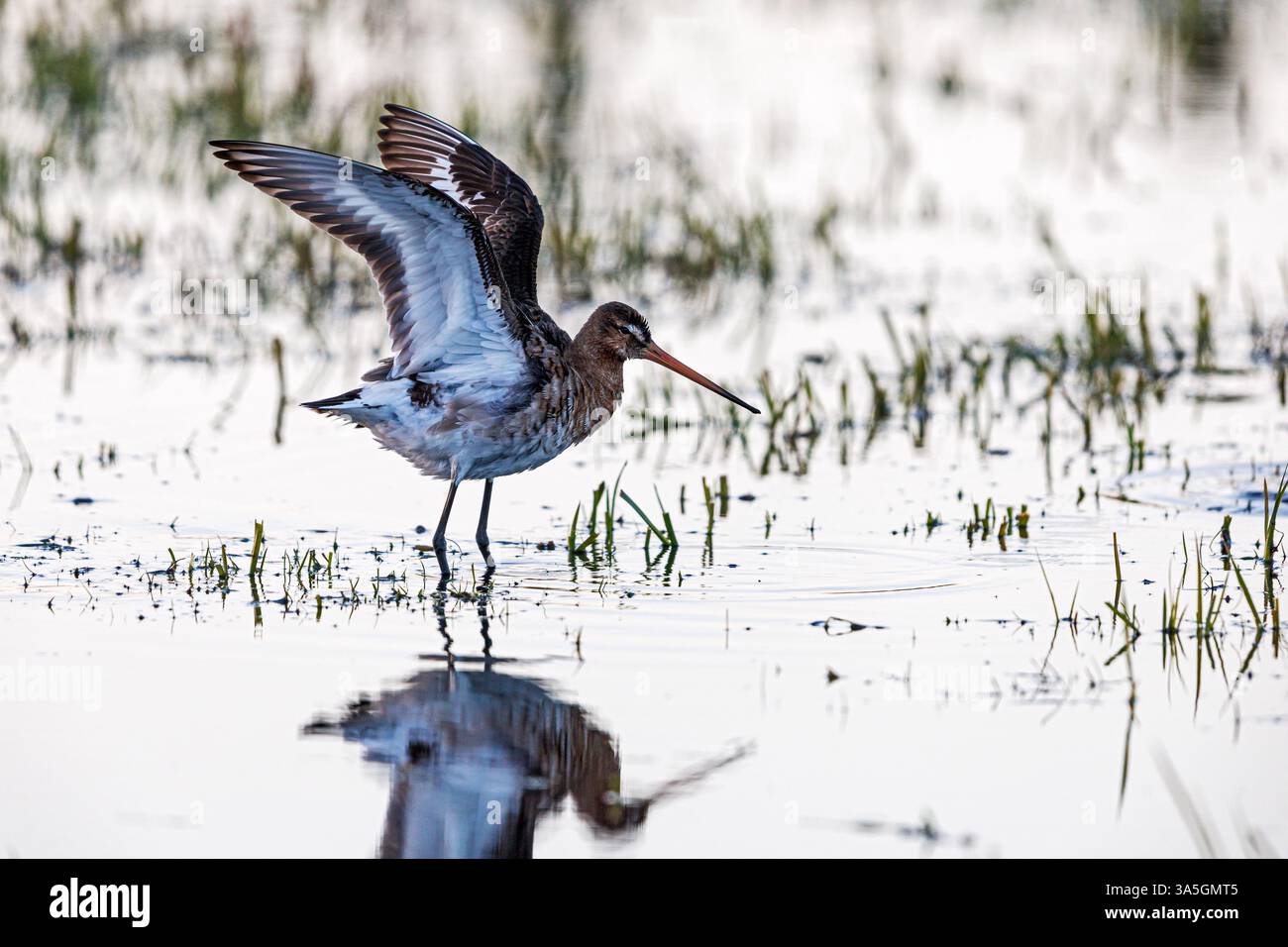 Nero-tailed godwit Foto Stock
