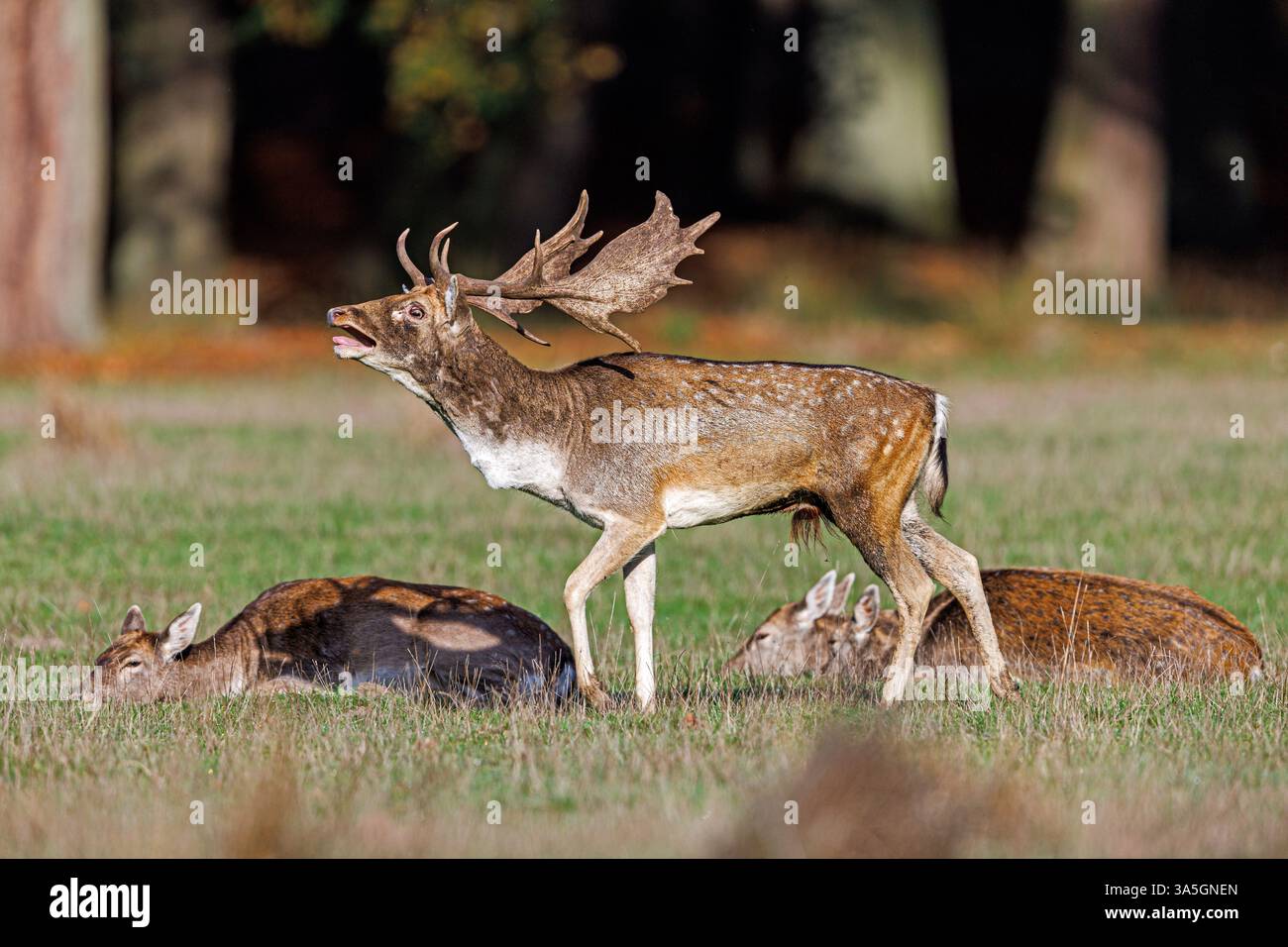 daino Foto Stock