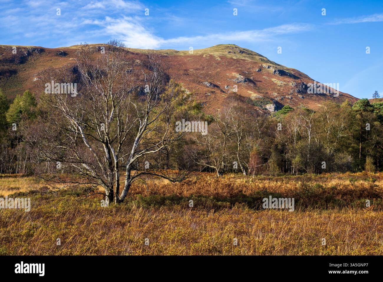 Cat Bells dalla Cumbria Way lungo Derwent Water, Lake District, Cumbria, Inghilterra Foto Stock
