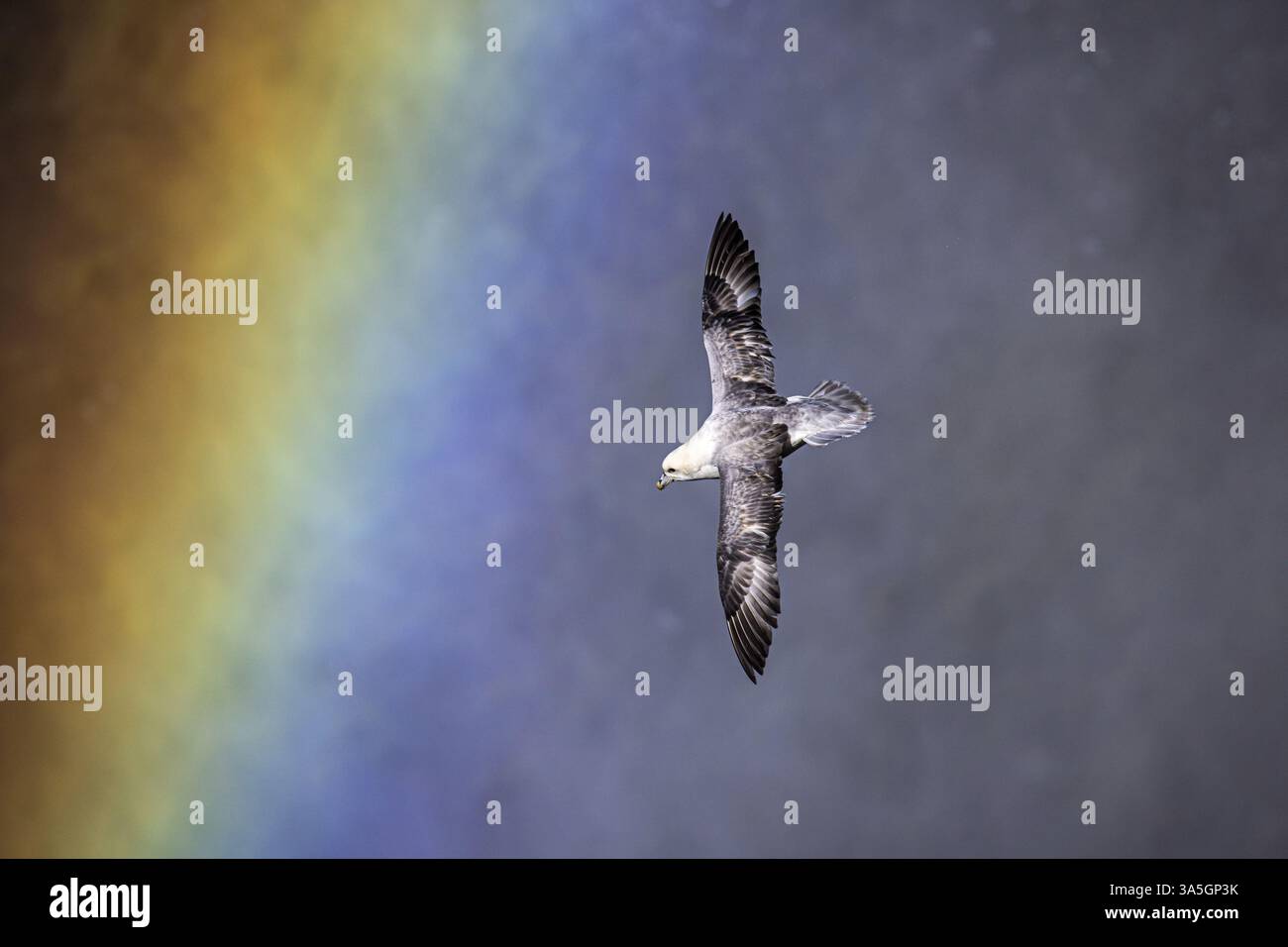 Fulmarus glacialis Foto Stock