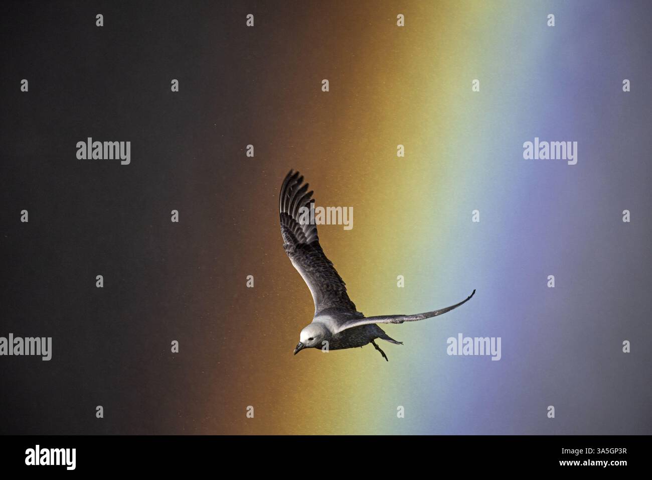 Fulmarus glacialis Foto Stock