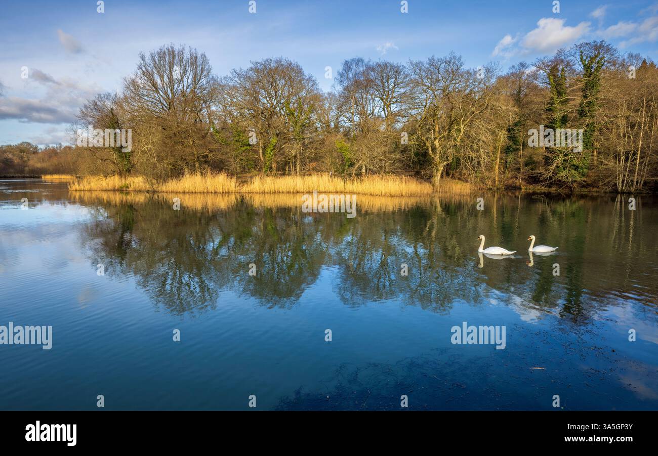 Gli stagni Cannop nella foresta di Dean, Gloucestershire, Inghilterra Foto Stock