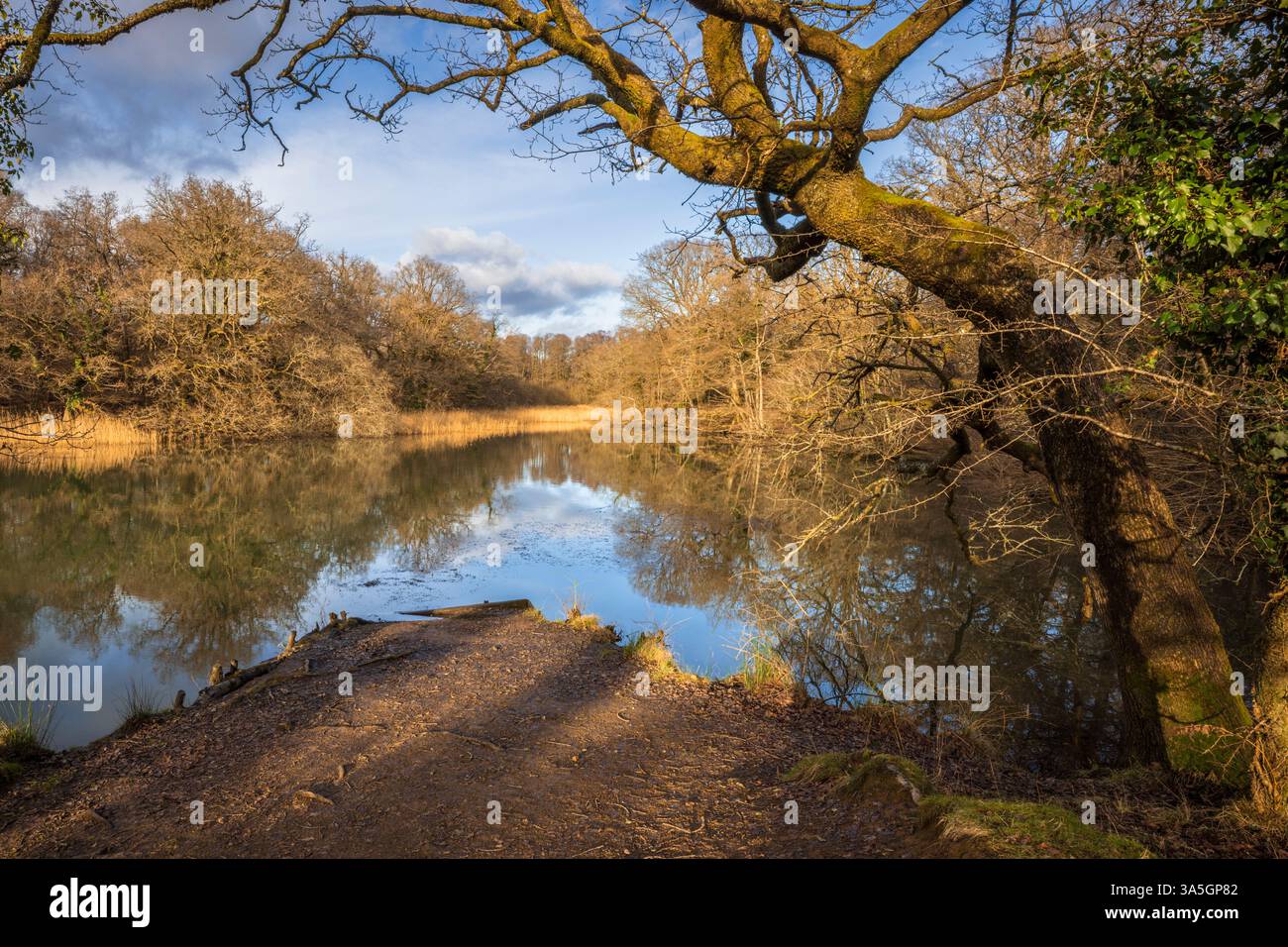 Gli stagni Cannop nella foresta di Dean, Gloucestershire, Inghilterra Foto Stock