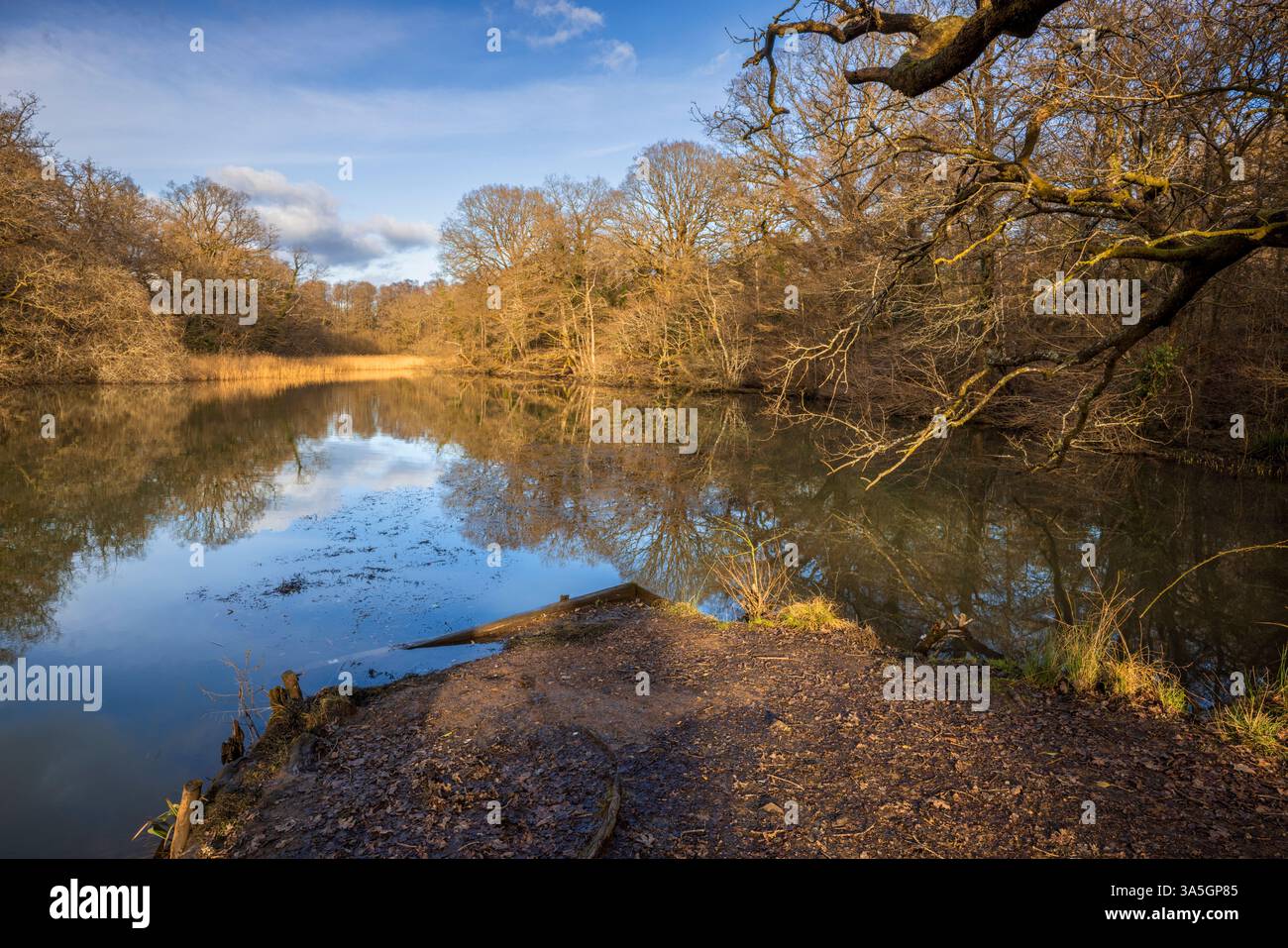 Gli stagni Cannop nella foresta di Dean, Gloucestershire, Inghilterra Foto Stock