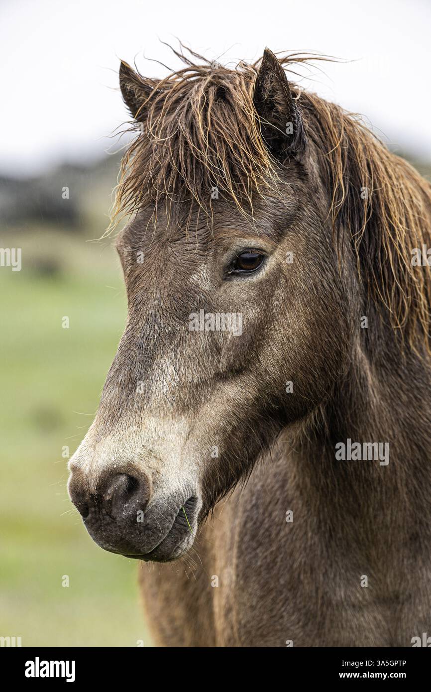 Cavallo islandese Foto Stock