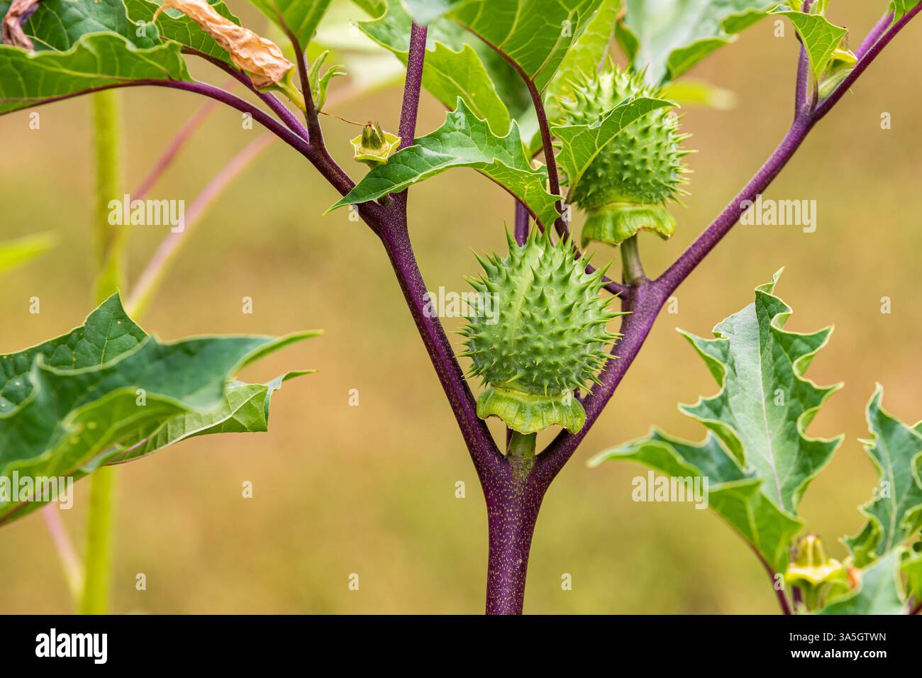 Fiore viola della pianta Jimsonweed. Piante velenose, controllo delle erbacce agricole e concetto di giardinaggio. Foto Stock