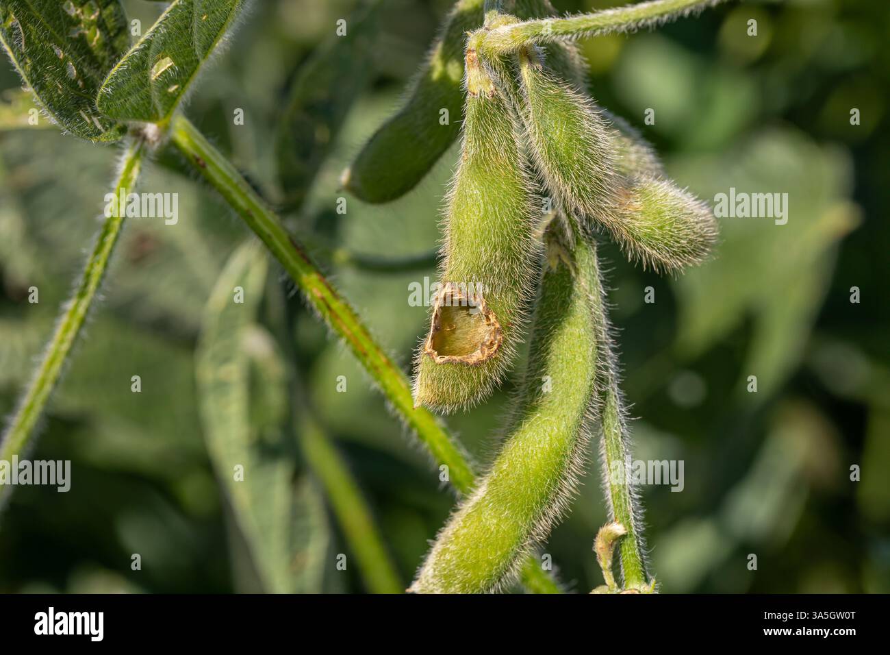 Baccello di soia e semi danneggiati da insetti. Insetti e parassiti, insetticidi e pesticidi Foto Stock