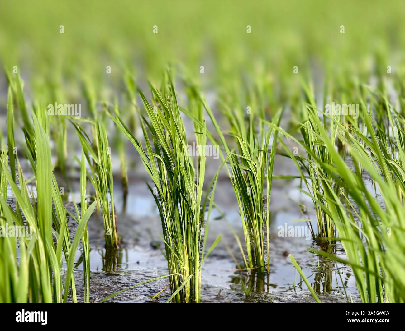 Young Rice pianta piantine che crescono in un Paddy Field allagato Foto Stock