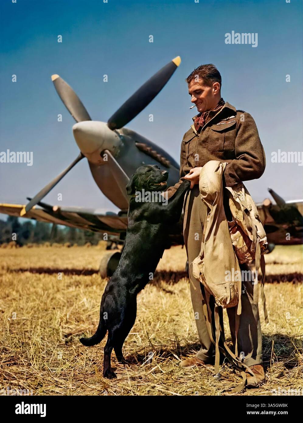 Wing Commander James «Johnnie» Johnson della RAF, con il suo Spitfire and PET Labrador «Sally» in Normandia, 1944. Ha volato 700 sortite operative e ingaggiato aerei nemici in 57 occasioni. Tra le sue vittorie individuali vi erano 14 Messerschmitt Bf 109 e 20 Focke-Wulf FW 190 distrutti rendendolo l'asso della RAF di maggior successo contro il FW 190 e l'asso da caccia alleato occidentale con il punteggio più alto contro la Luftwaffe tedesca. Foto Stock