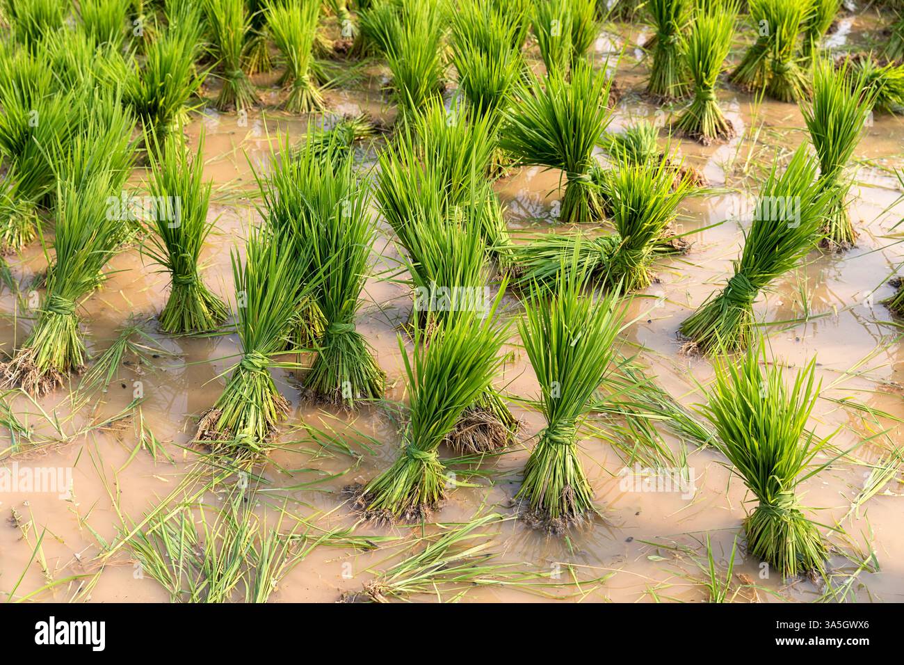 Piantine di riso in una risaia vicino a Gunupur in Orissa, India Foto Stock