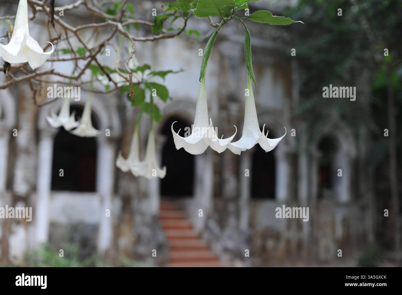 Due fiori bianchi in un tempio tailandese Foto Stock