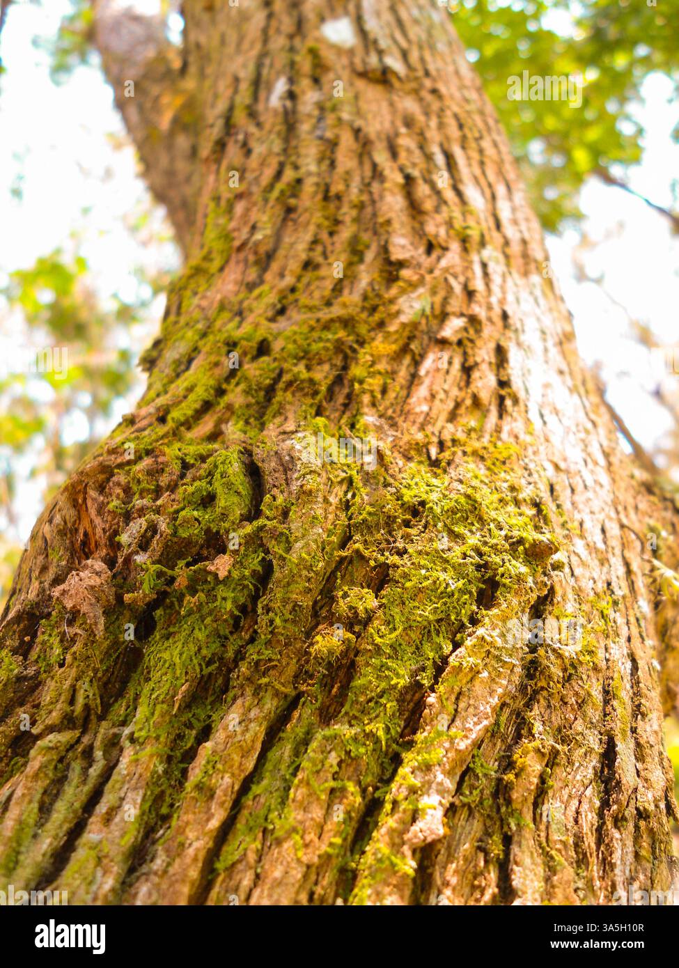 Corteccia con muschio Foto Stock