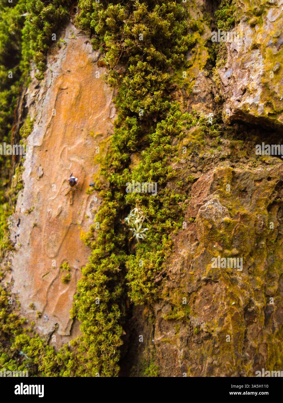 Corteccia con muschio Foto Stock