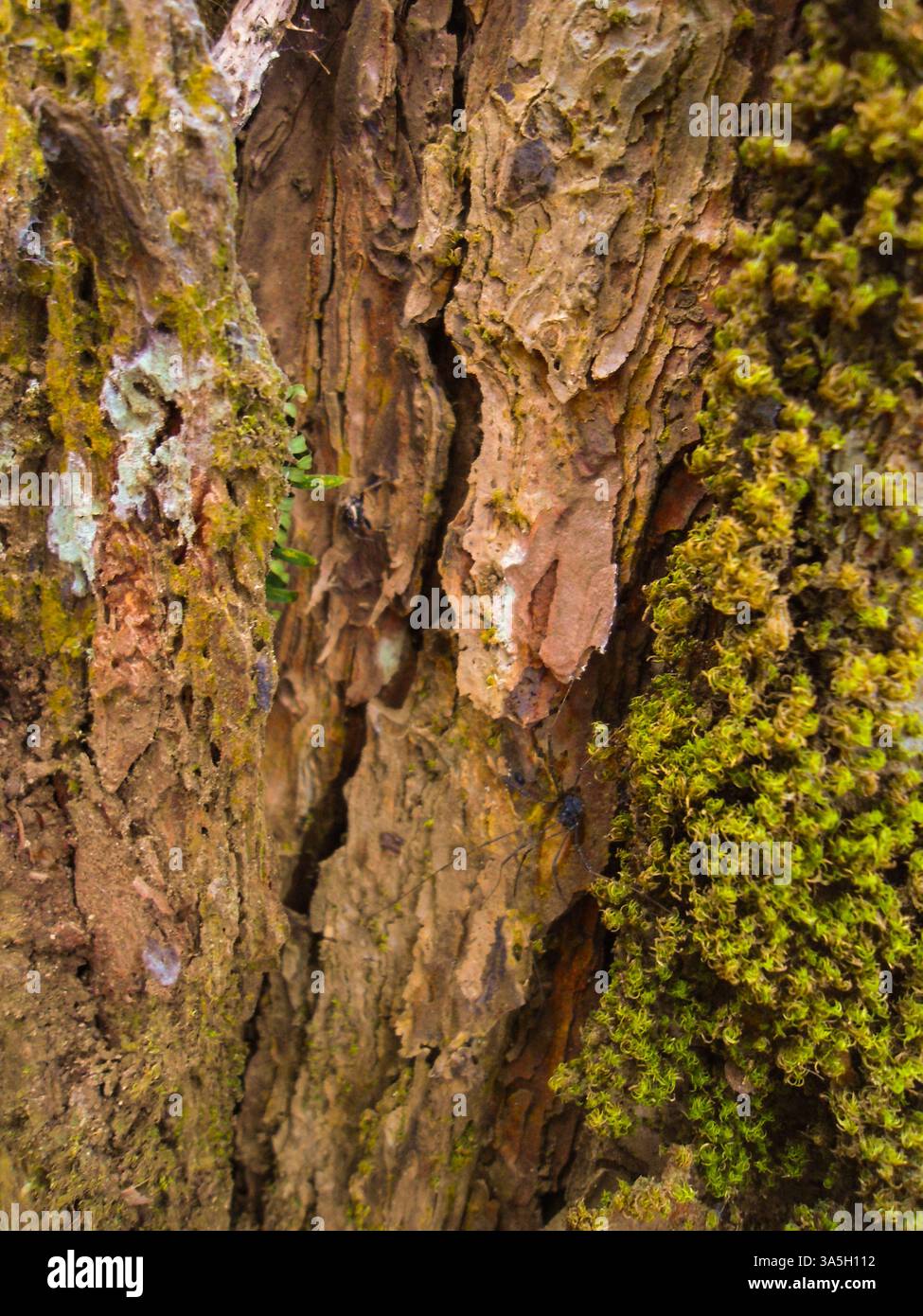 Corteccia con muschio Foto Stock