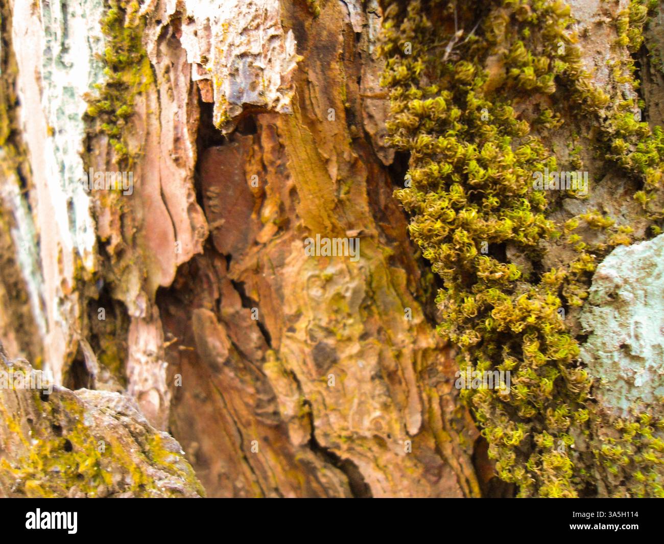 Corteccia con muschio Foto Stock