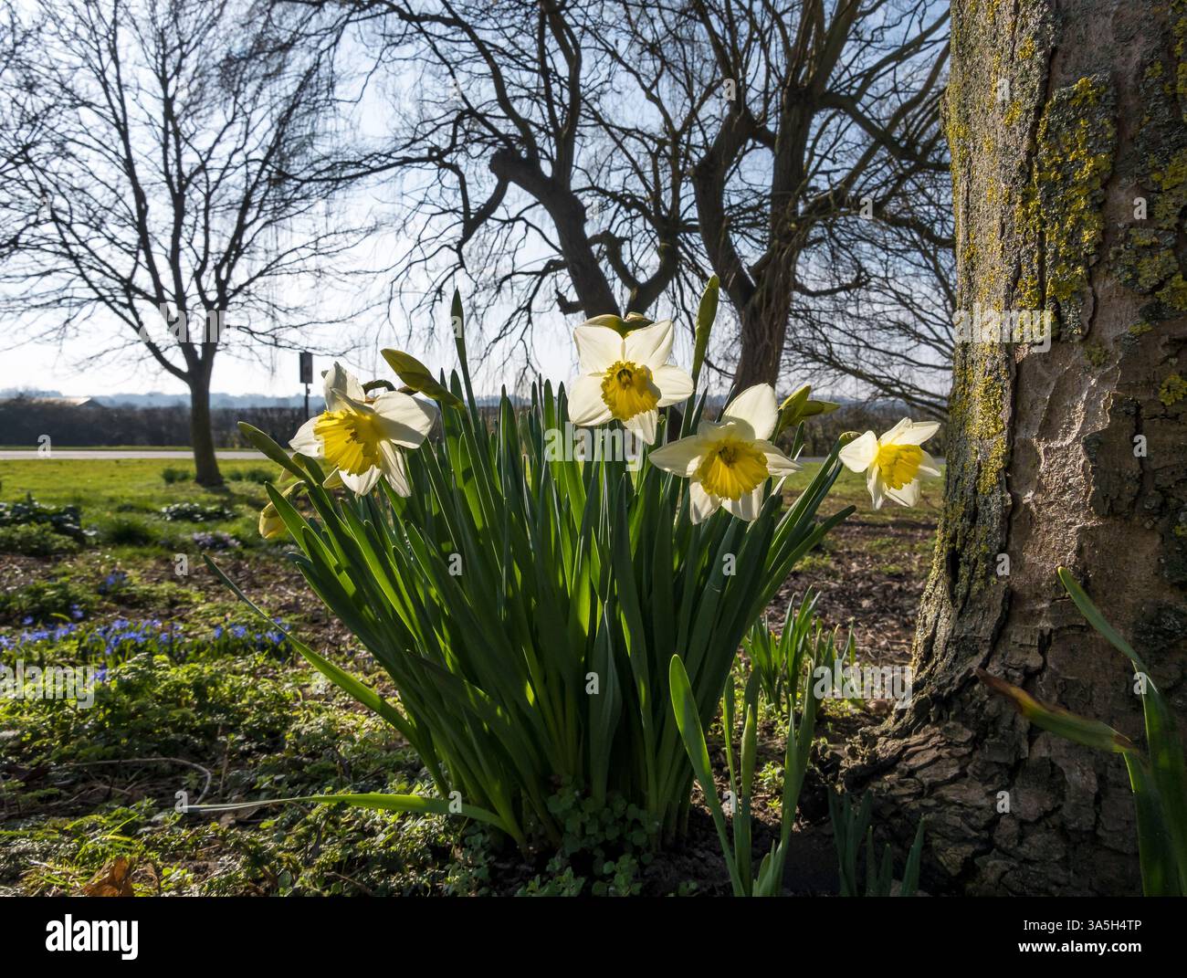Early Bride narcisi retroilluminati Foto Stock