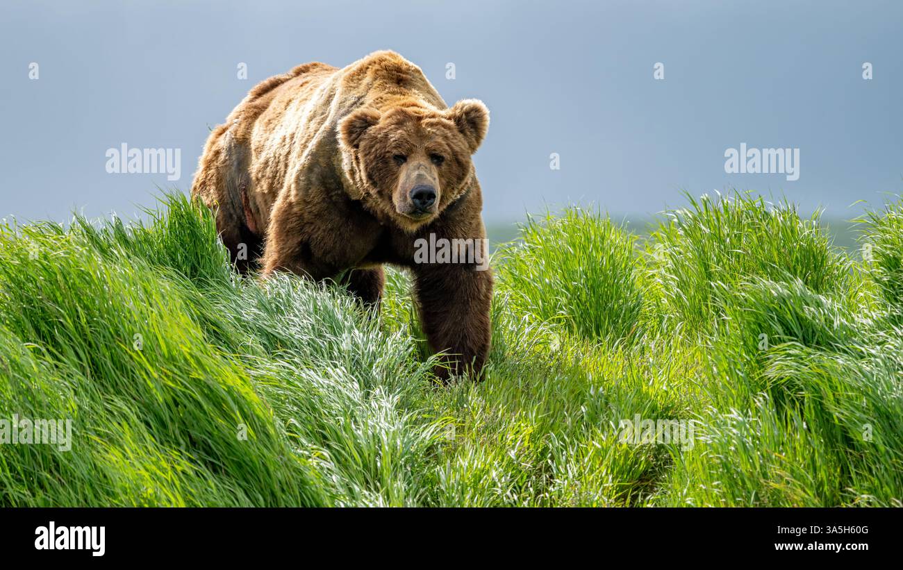 Brown Bear cammina giù da una collina ricoperta di erba Foto Stock