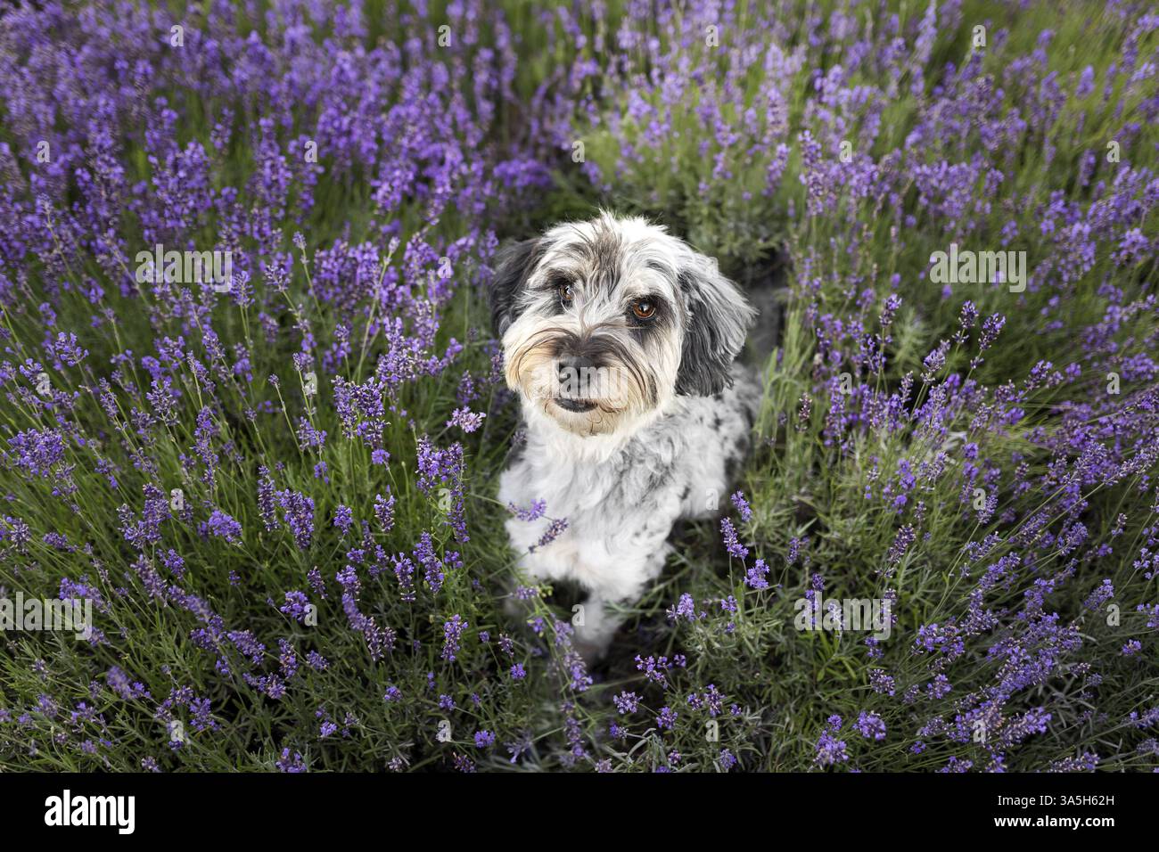 Aussiedoodle Foto Stock