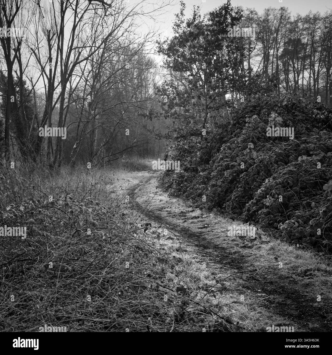Un ampio sentiero curvo lungo alcune siepi conduce nel bosco, nella fotografia in bianco e nero, nel formato digitale Foto Stock