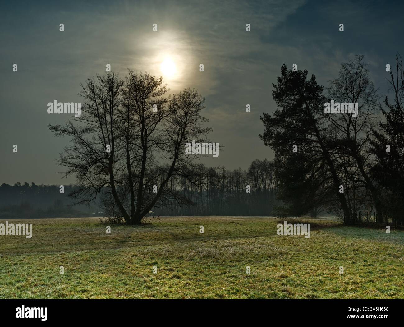 Il sole mattutino sorge su ampi prati verdi e su alcuni alberi senza foglie in inverno, formato digitale medio Foto Stock