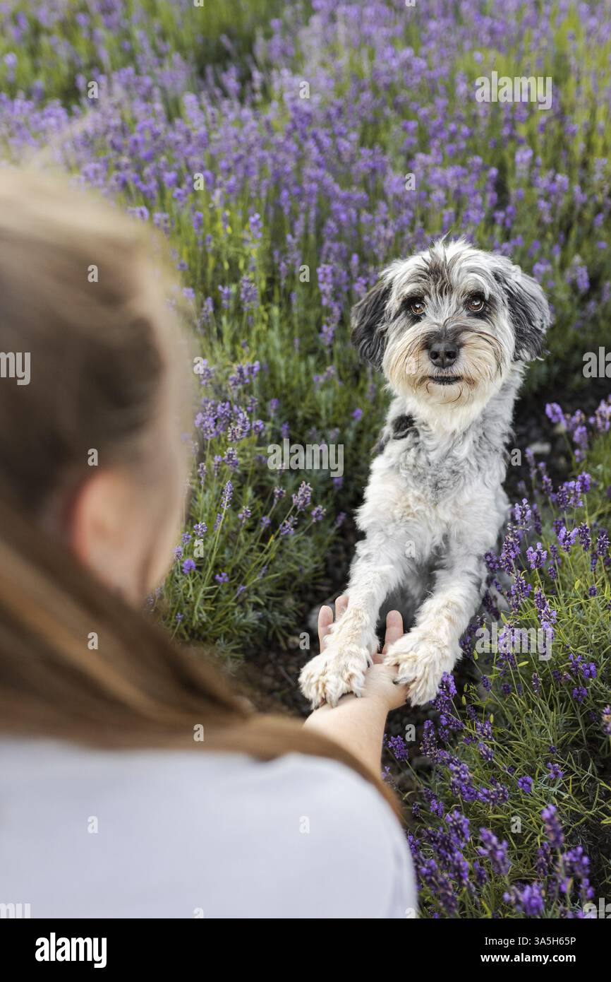 Aussiedoodle Foto Stock