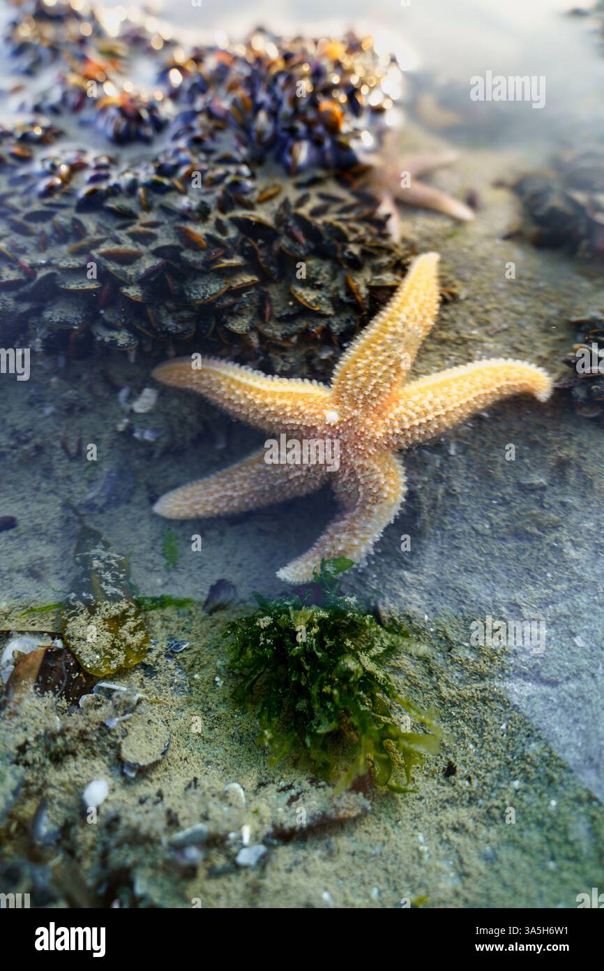 Vita marina nella piscina d'acqua di mare a frangiflutti sulla costa olandese Foto Stock