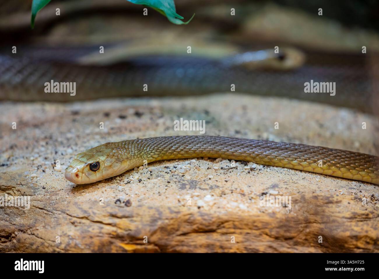 Il taipan costiero (Oxyuranus scutellatus) è una specie di serpente estremamente velenoso, originaria delle regioni costiere dell'Australia settentrionale e orientale Foto Stock