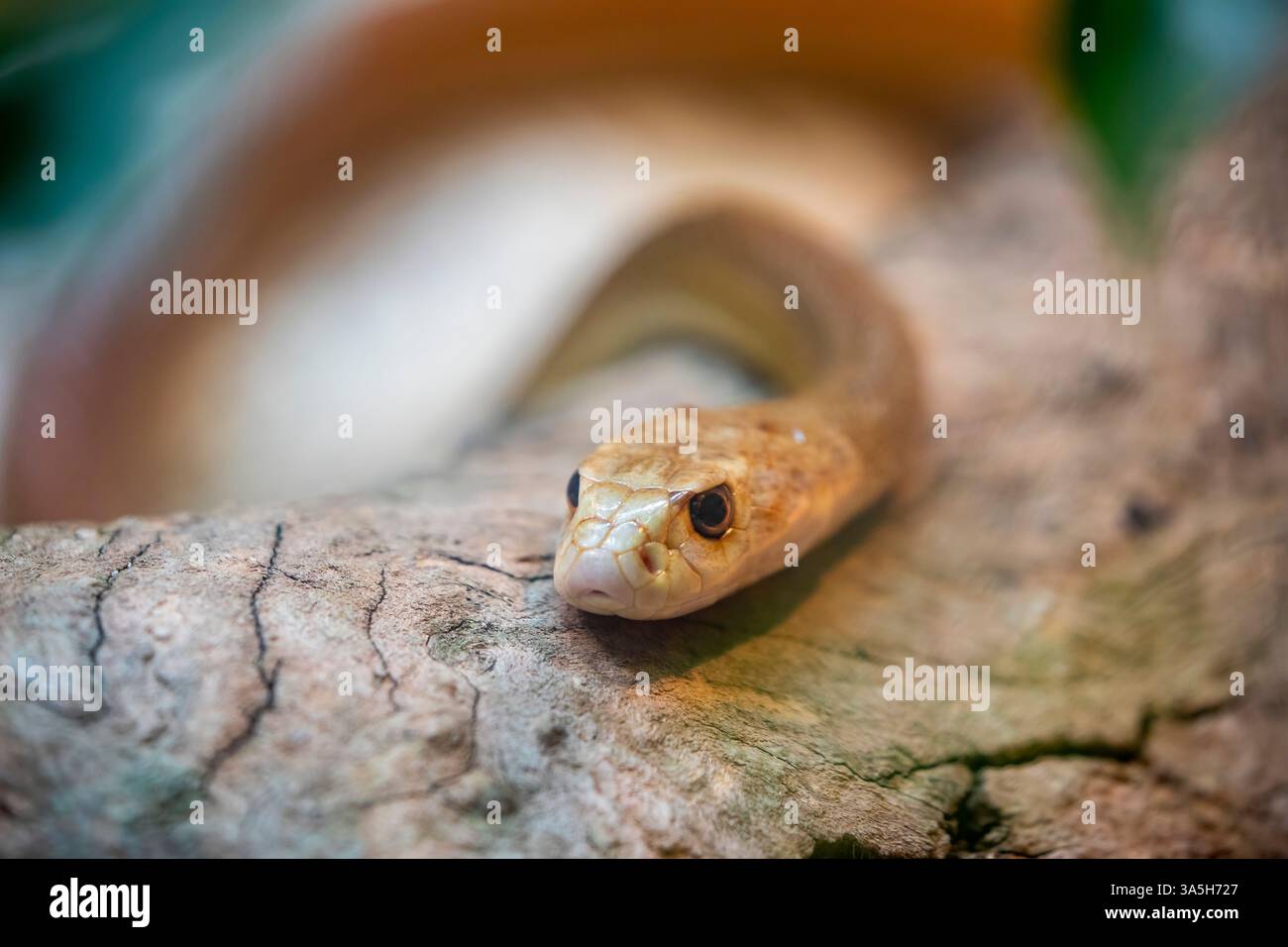 Il taipan costiero (Oxyuranus scutellatus) è una specie di serpente estremamente velenoso, originaria delle regioni costiere dell'Australia settentrionale e orientale Foto Stock