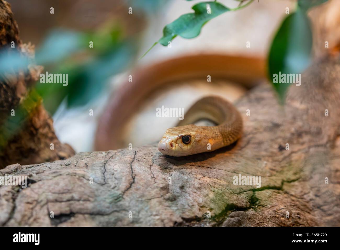 Il taipan costiero (Oxyuranus scutellatus) è una specie di serpente estremamente velenoso, originaria delle regioni costiere dell'Australia settentrionale e orientale Foto Stock