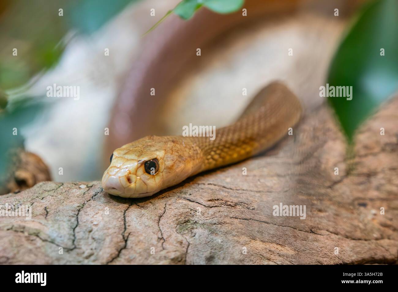 Il taipan costiero (Oxyuranus scutellatus) è una specie di serpente estremamente velenoso, originaria delle regioni costiere dell'Australia settentrionale e orientale Foto Stock
