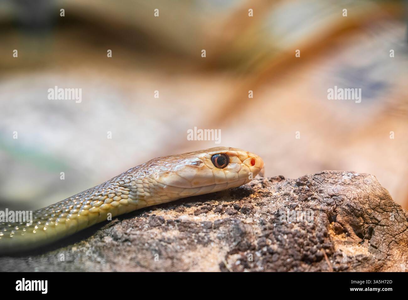 Il taipan costiero (Oxyuranus scutellatus) è una specie di serpente estremamente velenoso, originaria delle regioni costiere dell'Australia settentrionale e orientale Foto Stock