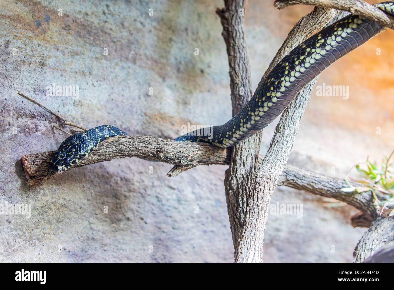 Il serpente a testa larga (Hoplocephalus bungaroides) è una specie di serpente velenoso della famiglia Elapidae. Foto Stock