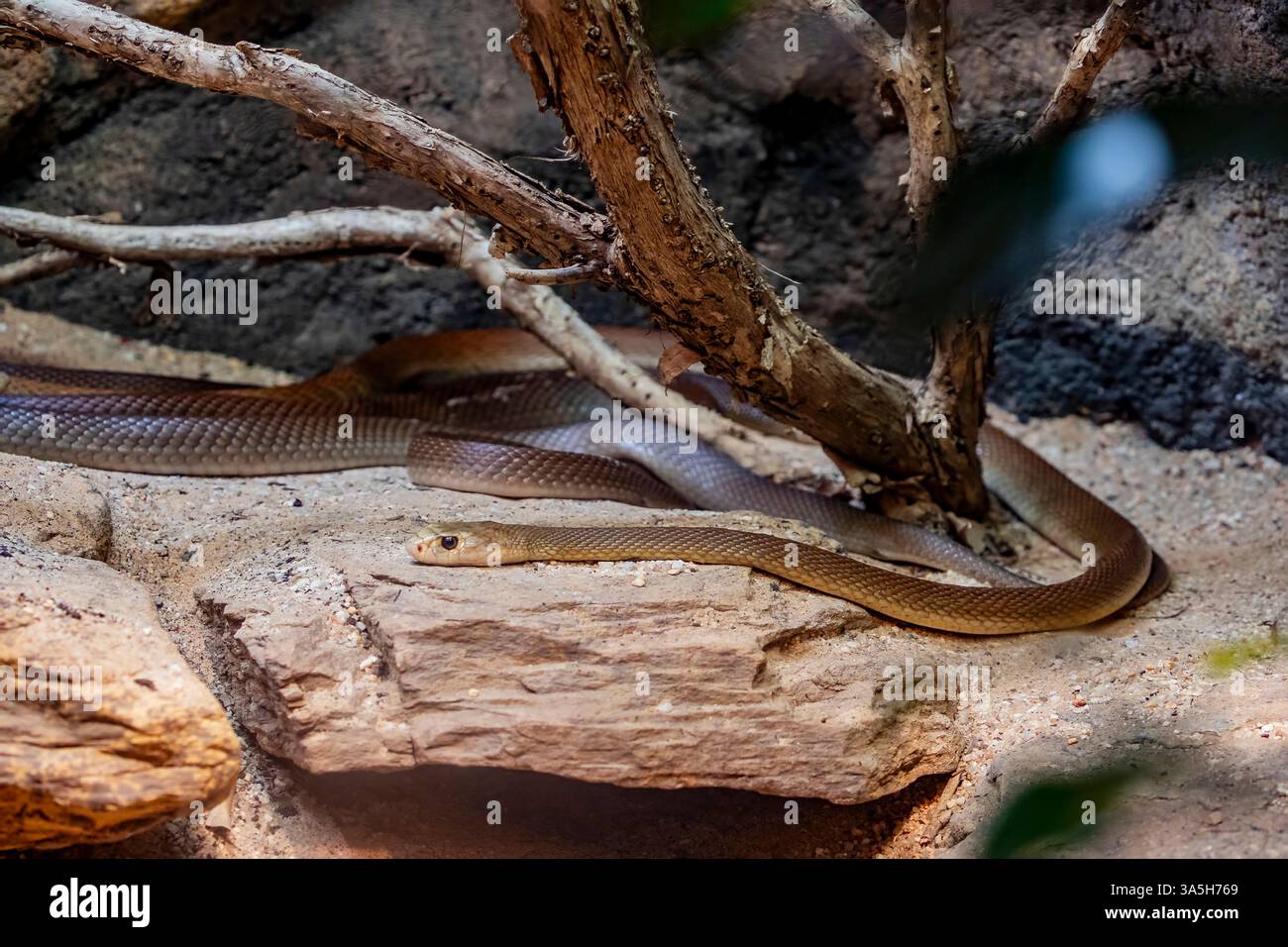 Il taipan costiero (Oxyuranus scutellatus) è una specie di serpente estremamente velenoso, originaria delle regioni costiere dell'Australia settentrionale e orientale Foto Stock