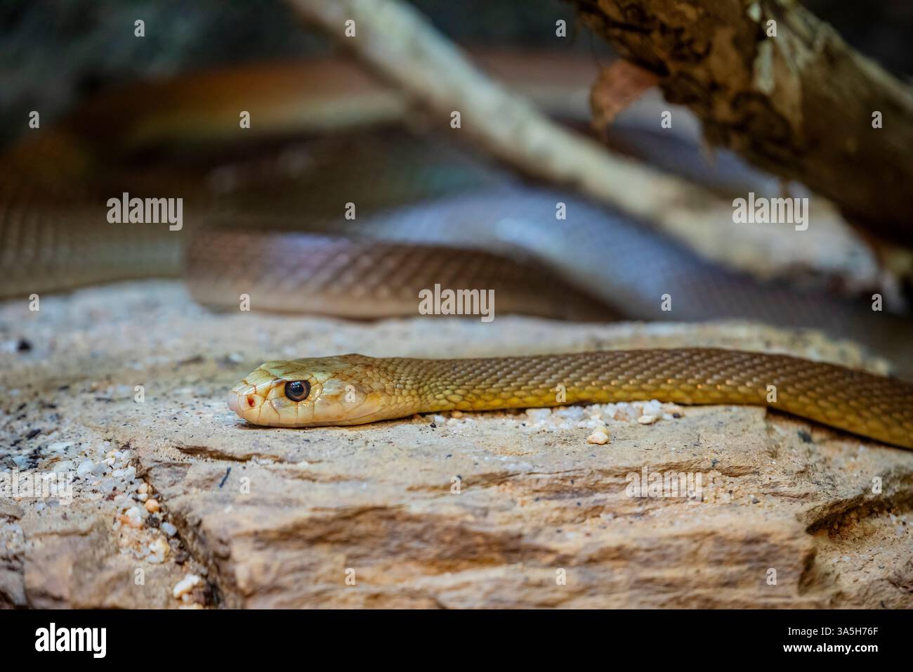 Il taipan costiero (Oxyuranus scutellatus) è una specie di serpente estremamente velenoso, originaria delle regioni costiere dell'Australia settentrionale e orientale Foto Stock
