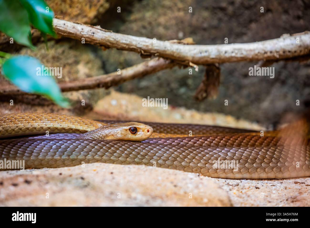 Il taipan costiero (Oxyuranus scutellatus) è una specie di serpente estremamente velenoso, originaria delle regioni costiere dell'Australia settentrionale e orientale Foto Stock