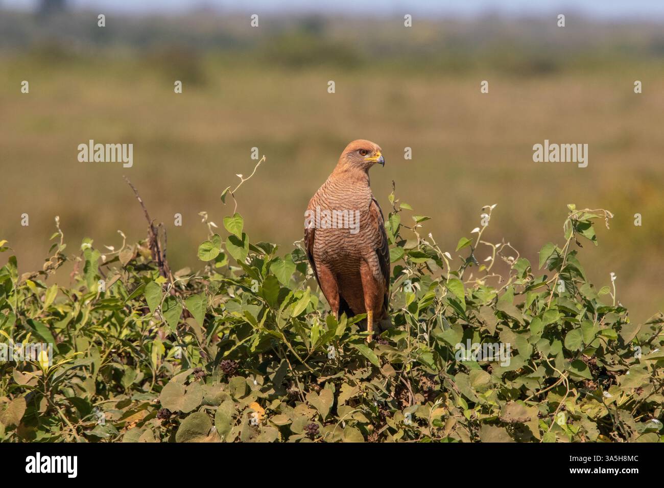 Ritratto di un Falco di Savanna appoggiato su un cespuglio nelle paludi di Pantanal in Brasile Foto Stock