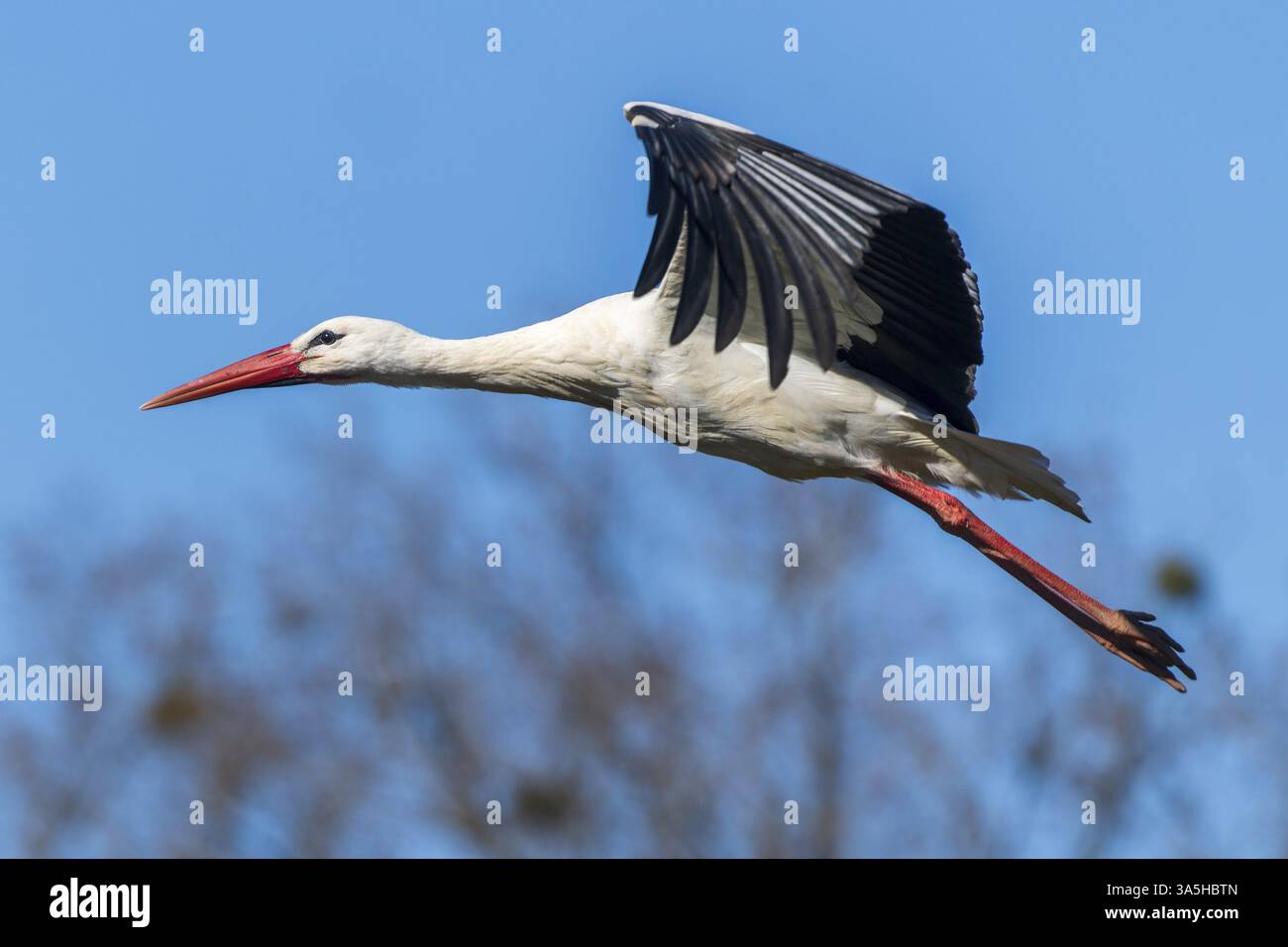 Una cicogna vola velocemente attraverso il cielo, ali tirate indietro, cicogna bianca (Ciconia ciconia), fauna selvatica, Germania, Europa Foto Stock