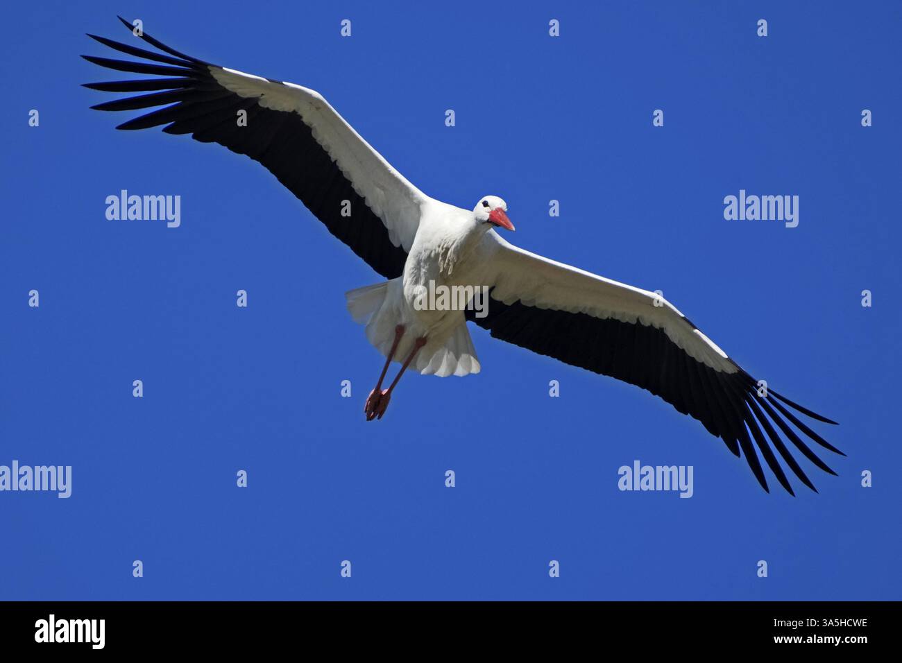 Una sola cicogna vola con le ali allungate nel cielo, cicogna bianca (Ciconia ciconia), fauna selvatica, Germania, Europa Foto Stock