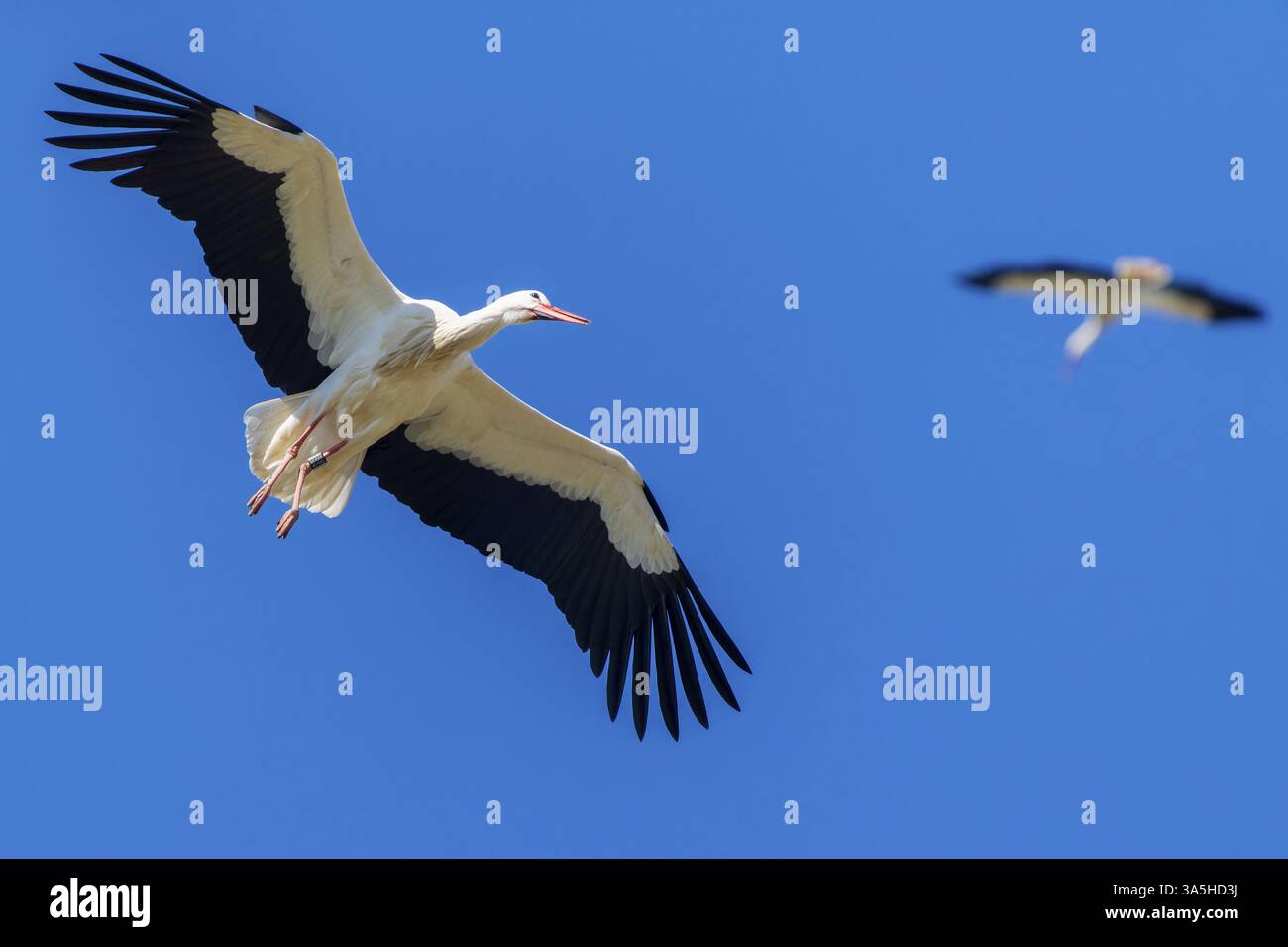 Una cicogna vola nel cielo con ali sparse, un altro uccello sullo sfondo, cicogna bianca (Ciconia ciconia), fauna selvatica, Germania, Europa Foto Stock