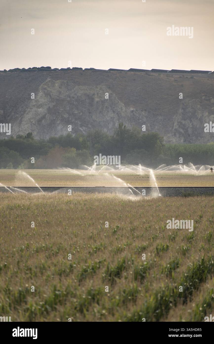 Irrigazione sistemi sprinkler e il mais Foto Stock