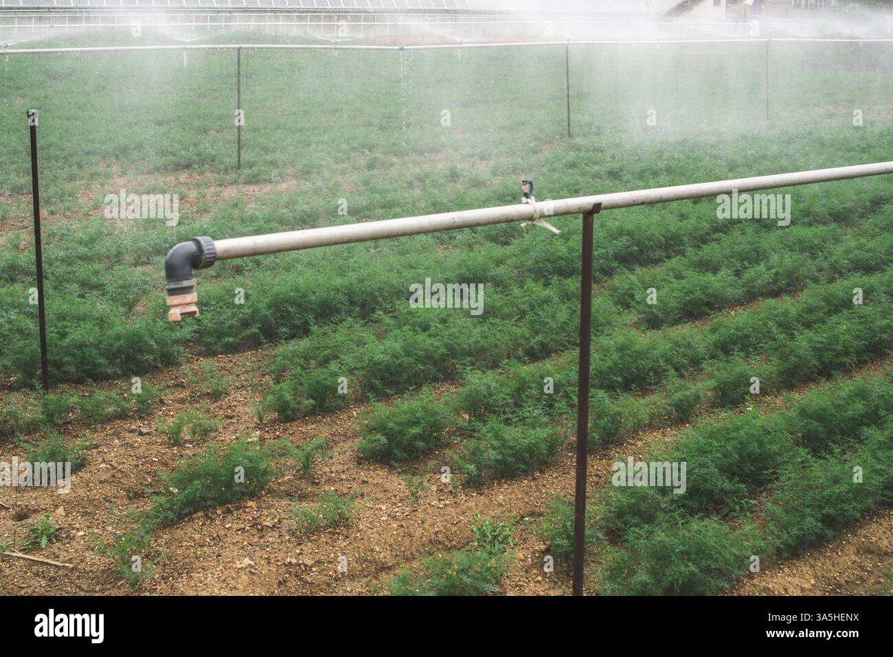 Campo piantati con aneto. Aneto irrigazione con sprinkler Foto Stock